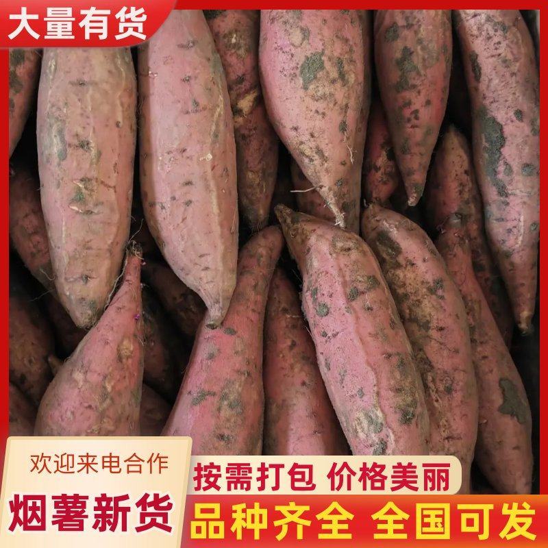 精品烟薯唐山红薯通辽红薯规格齐全烟薯25，烤红薯