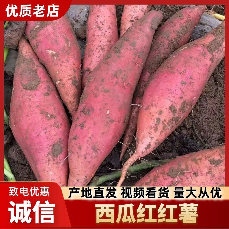 精品西瓜红红薯河北雄县红薯大量上市产地直发可视频看货