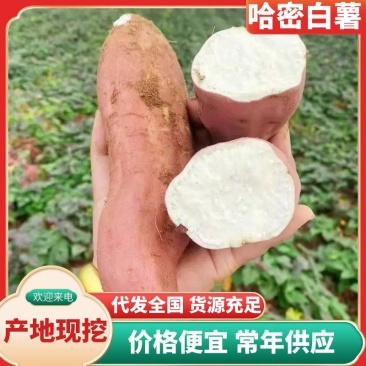 哈密薯白心红薯冰糖心蜜薯香甜无丝保质保量量大从优