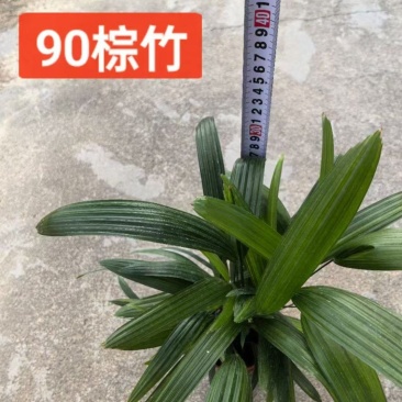 90棕竹40装4