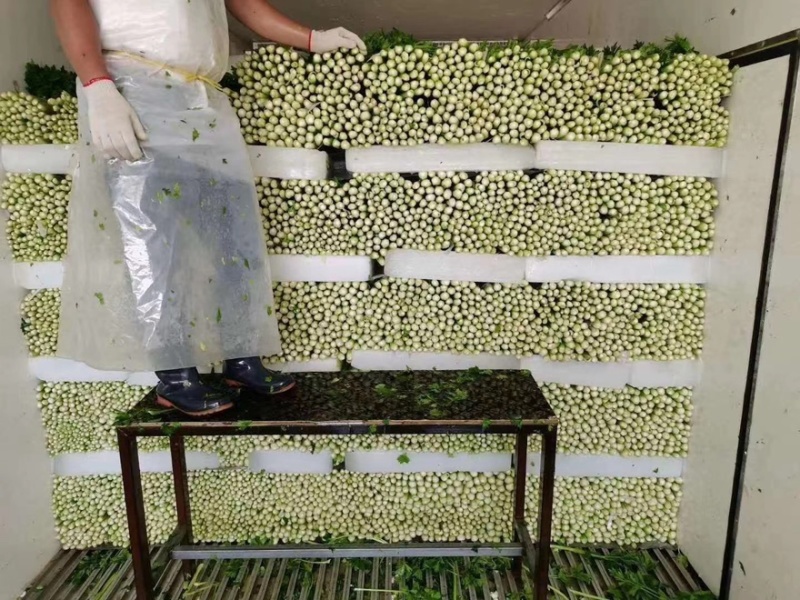 徐州西芹菜，60cm小西芹白根脆嫩！大量供应中