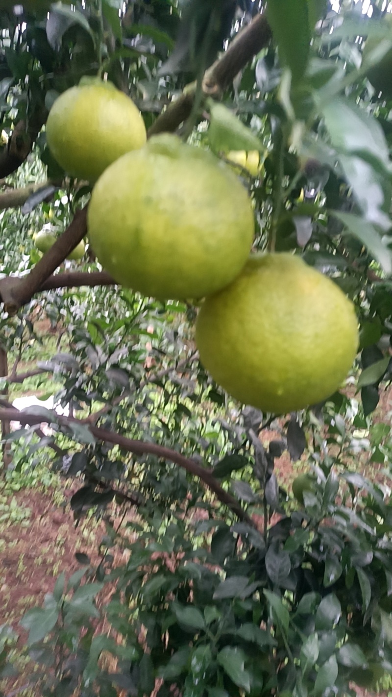 纯甜不知火