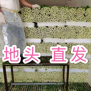 徐州西芹菜，60cm小西芹白根脆嫩！大量供应中