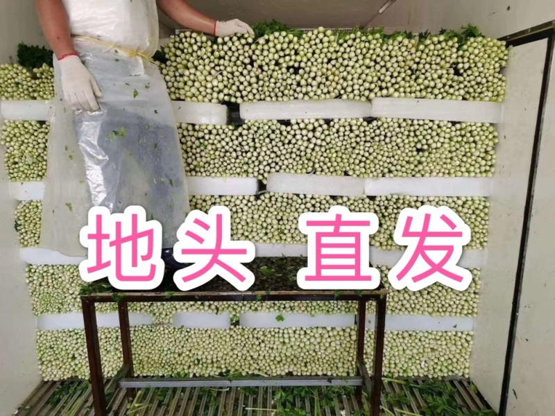 徐州西芹菜，60cm小西芹白根脆嫩！大量供应中