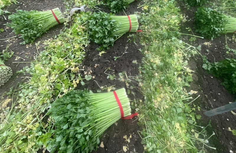 徐州精品西芹菜60cm脆嫩黄亮，大量供应中