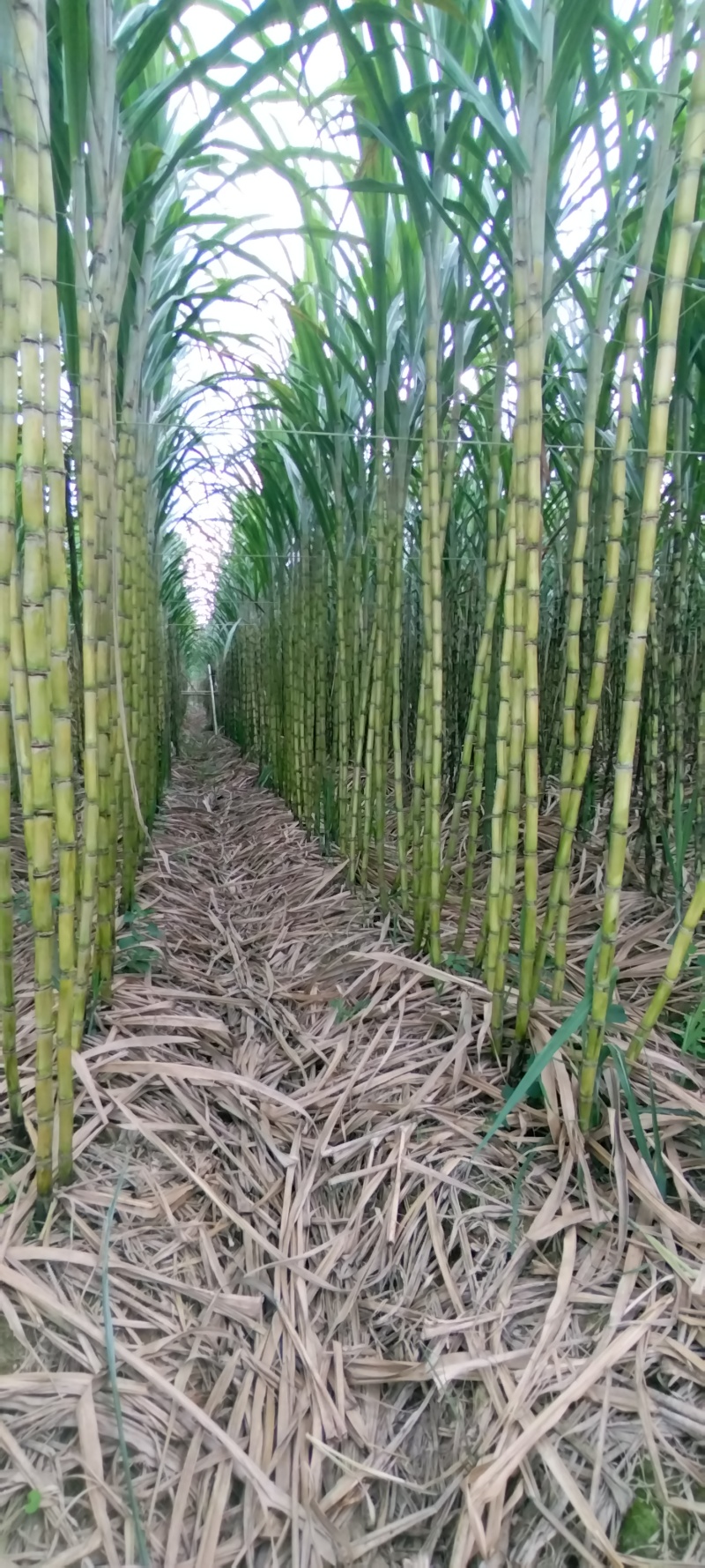 广东精品黄皮甘蔗粤翠，口感翠甜多汁裂口少大量上市中