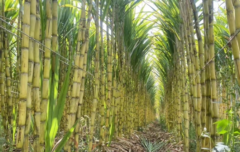 【云南甘蔗】云南黄皮甘蔗甜度高质量好支持视频实地看货