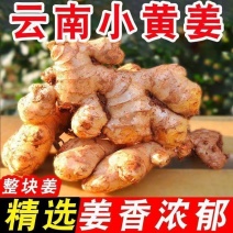 小黄姜一件代发产地直供一件代发批发社区团购供货