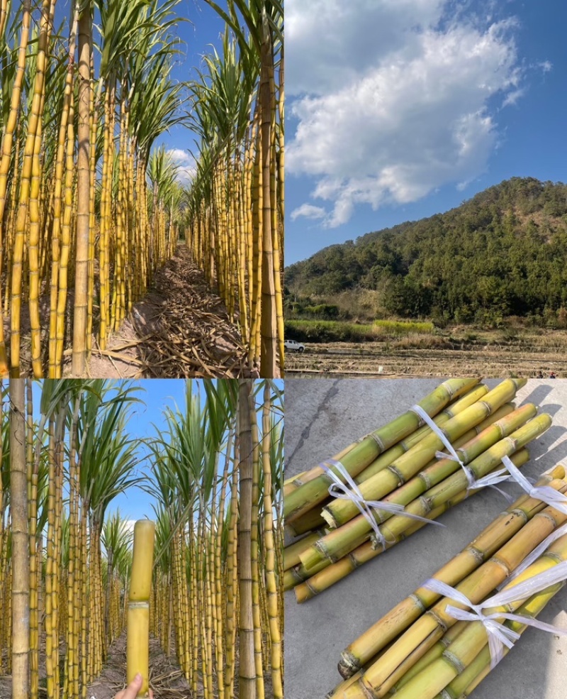 【云南甘蔗】云南黄皮甘蔗甜度高质量好支持视频实地看货