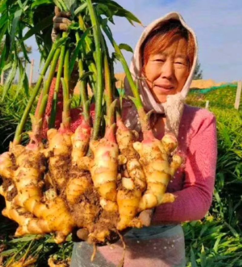 山东风干姜/大黄姜，带土/出口/精加工/实地考察/发货