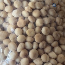 夏威夷果仁一号果硕大饱满坚果源头工厂24-26