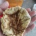 羊胎盘烘干羊胎盘中药材原料羊胎衣纯正品