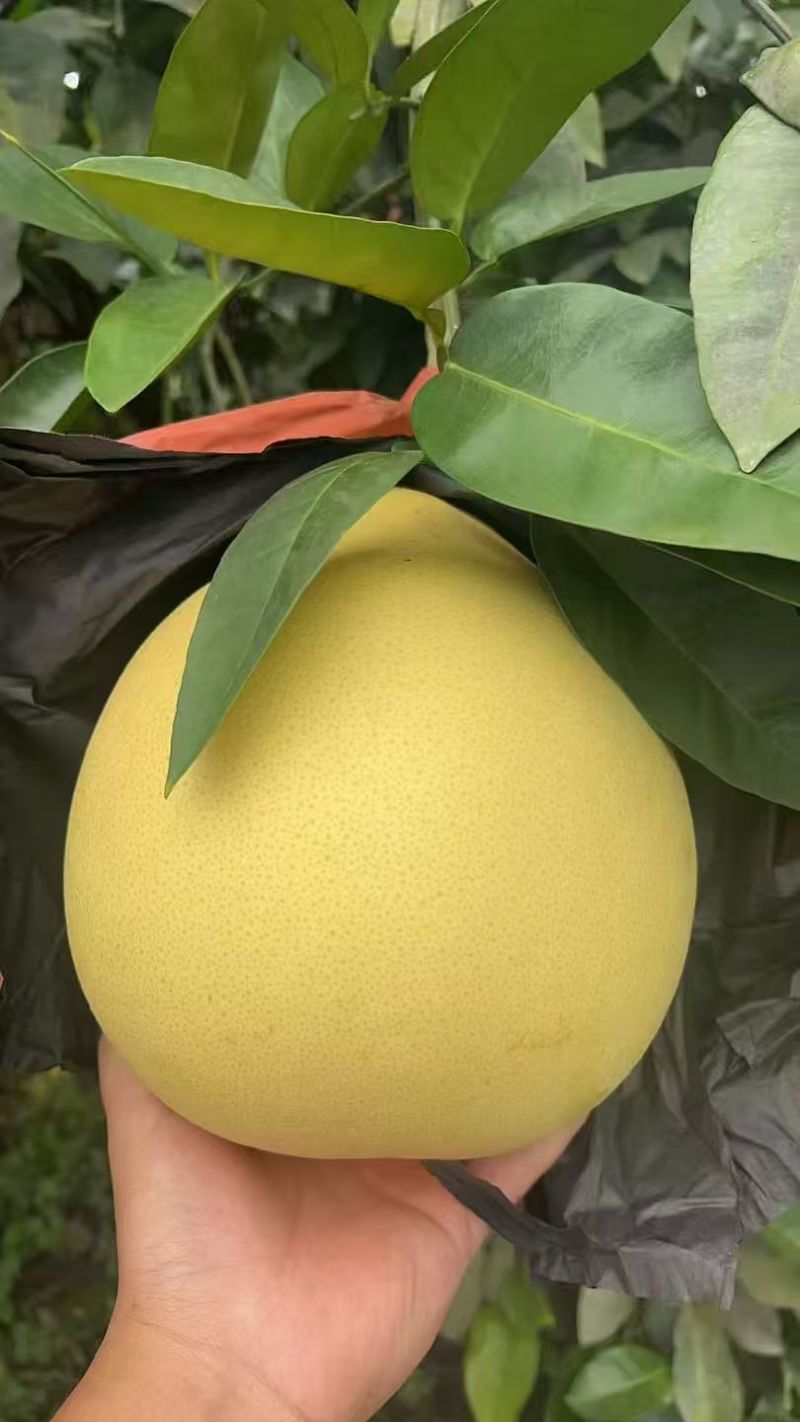 湖北宜昌精品红心柚产地直发货源充足保质保量欢迎随时联系
