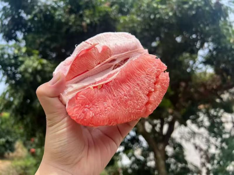 湖北宜昌精品红心柚产地直发货源充足保质保量欢迎随时联系