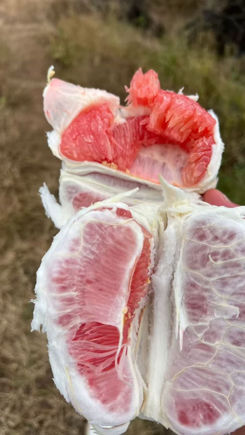 湖北宜昌精品红心柚产地直发货源充足保质保量欢迎随时联系