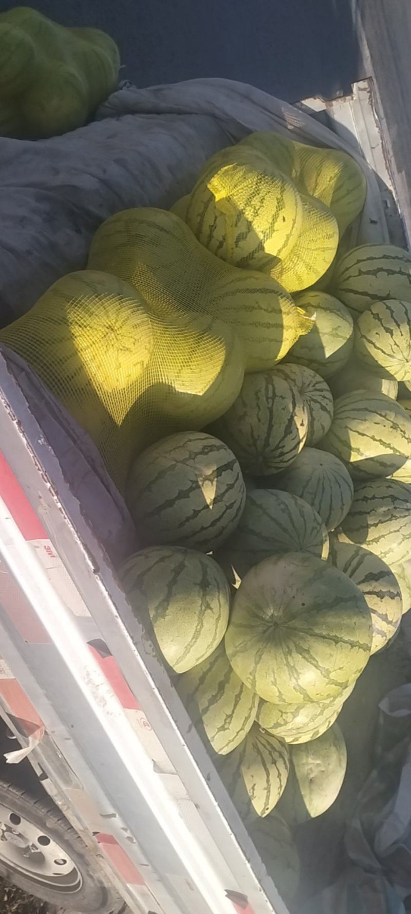景泰寺滩砂地籽瓜