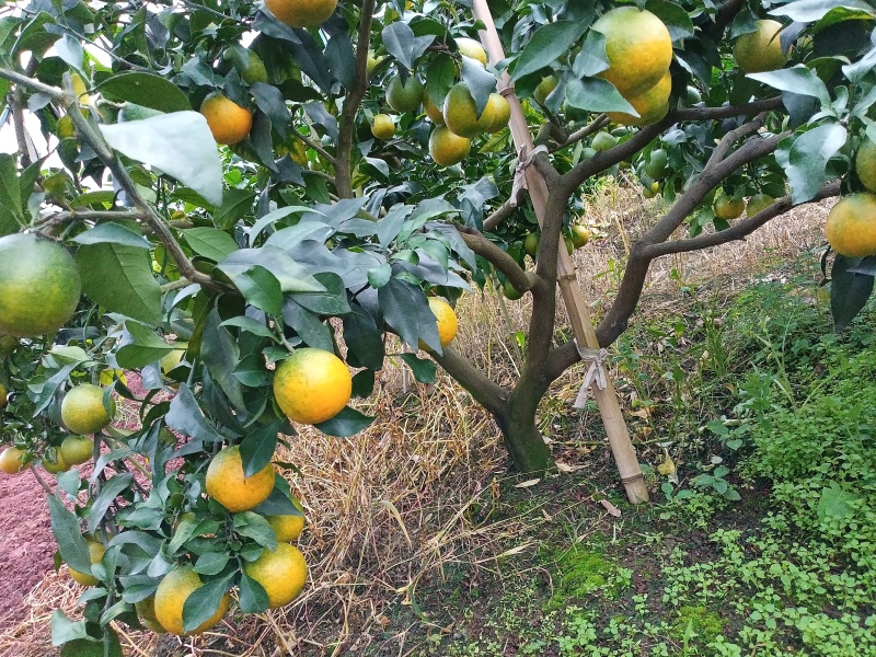 四川爱媛果冻橙