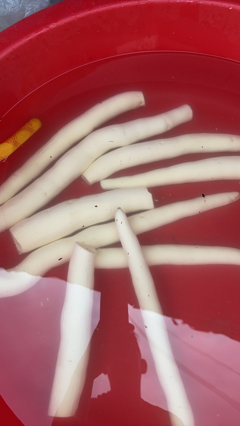 黄肉木薯口感大量上市，全国供应质量保证欢迎新老客户采购