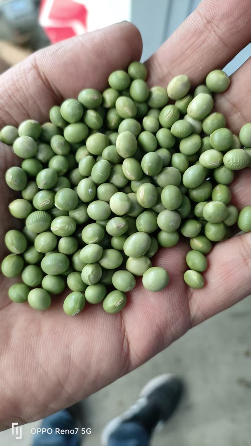 青豆，青豆芽苗菜专用货源充足量大从优诚信经营