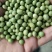 青豆,青豆芽苗菜专用货源充足量大从优诚信经营