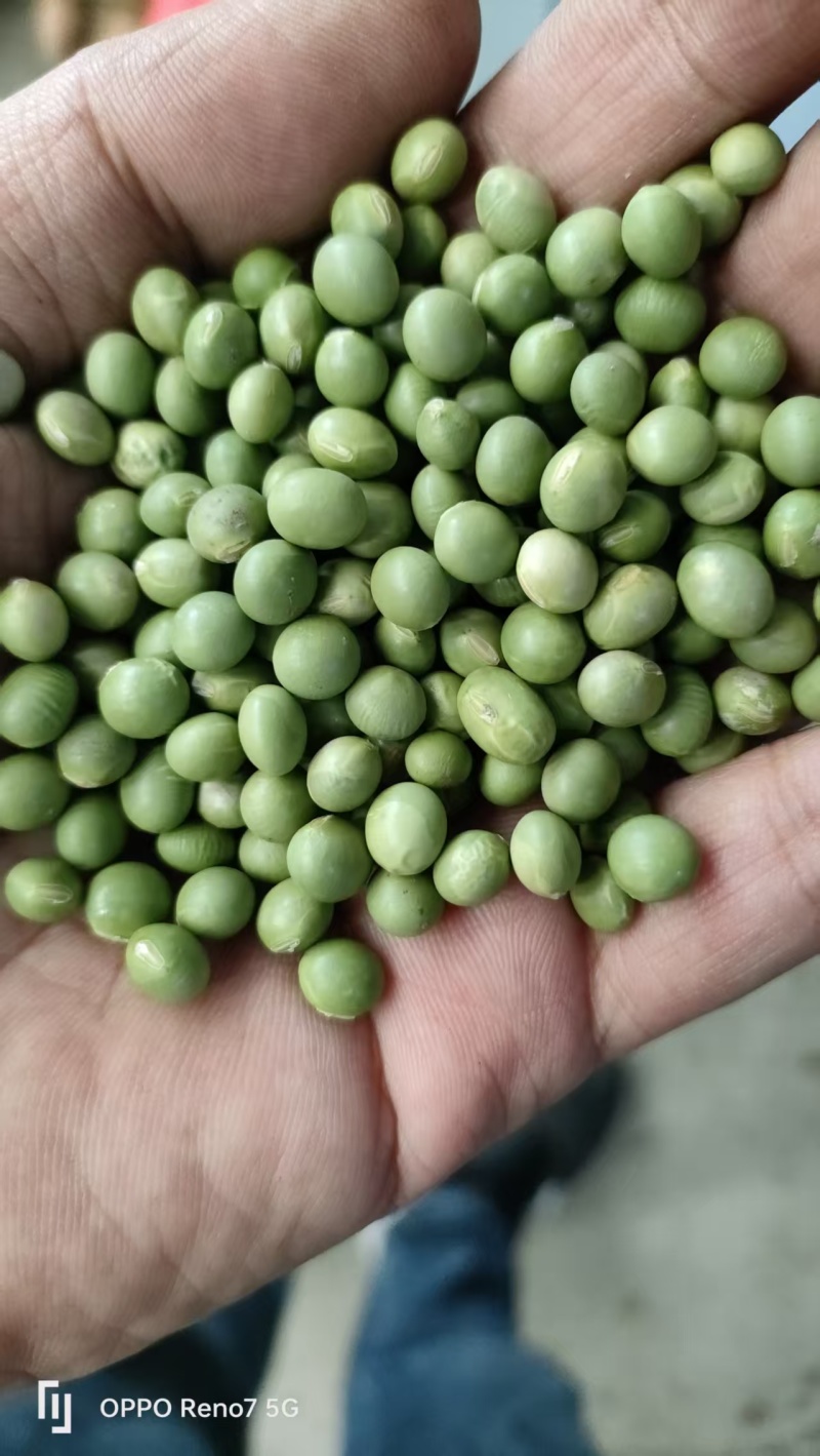 青豆，青豆芽苗菜专用货源充足量大从优诚信经营