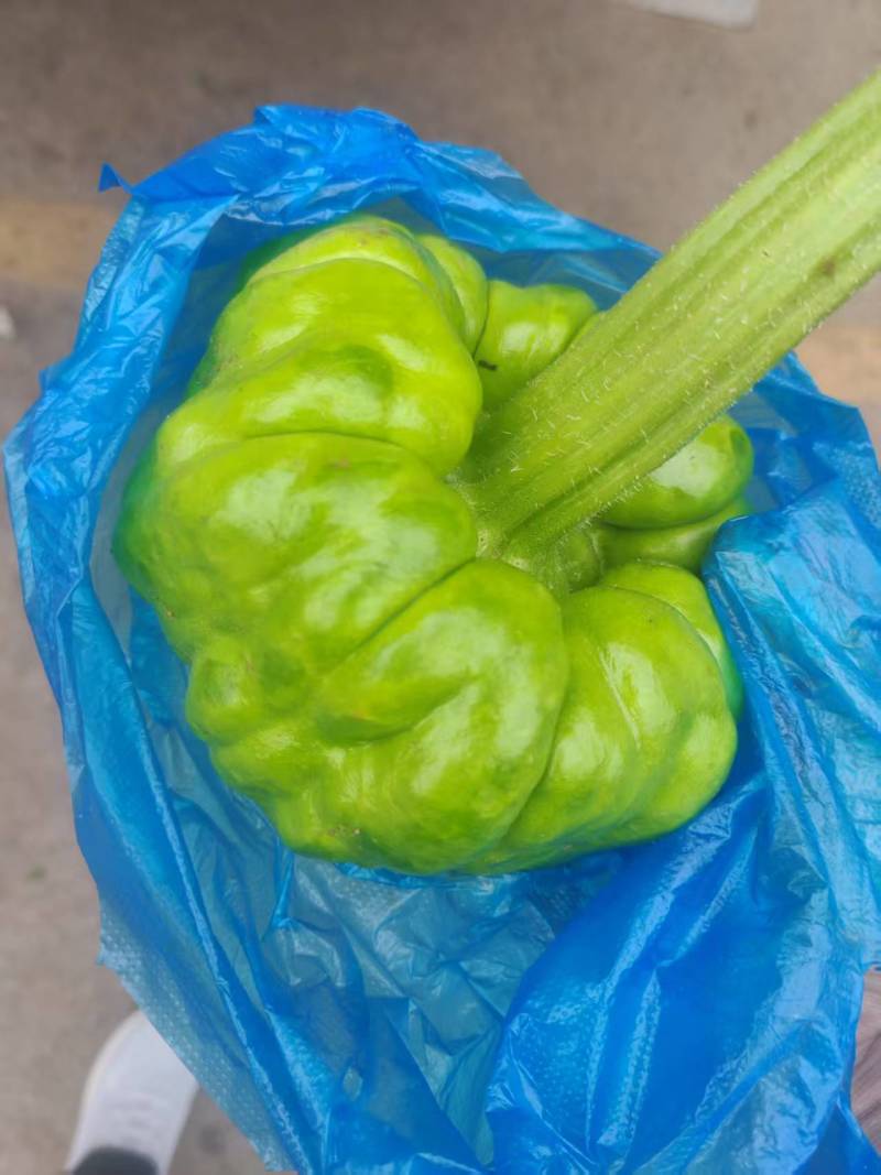 云南精品姜柄瓜大量上市品质保证量大从优一手货源