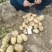 甘肃沙地沃土，货源充足，硬3两以上，欢迎咨询