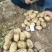 甘肃沙地沃土，货源充足，硬3两以上，欢迎咨询