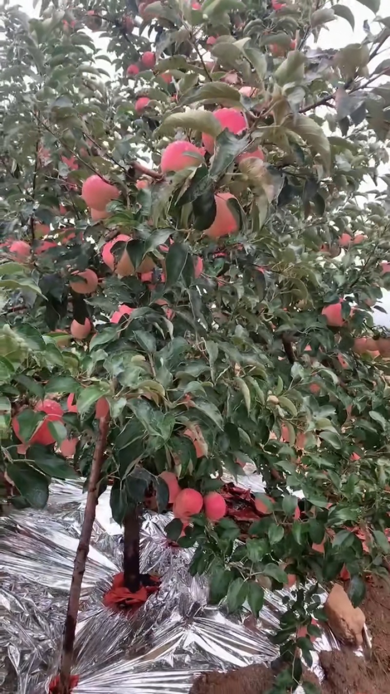 大连寒富苹果，高山沙土地，口感脆甜多汁久存不面。