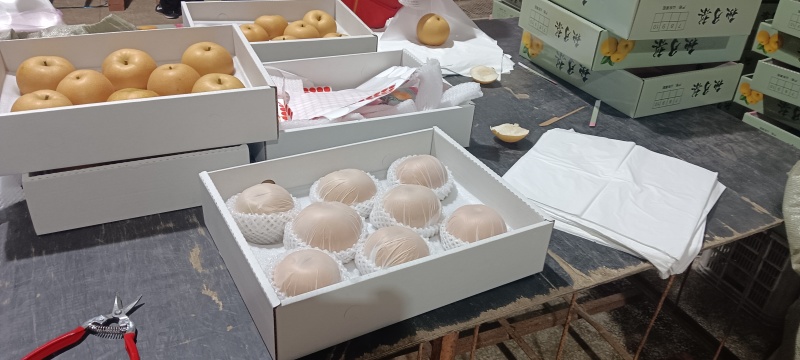 山东莱阳秋月梨