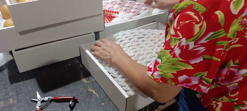 山东莱阳秋月梨