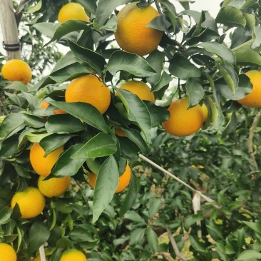 爱媛果冻橙