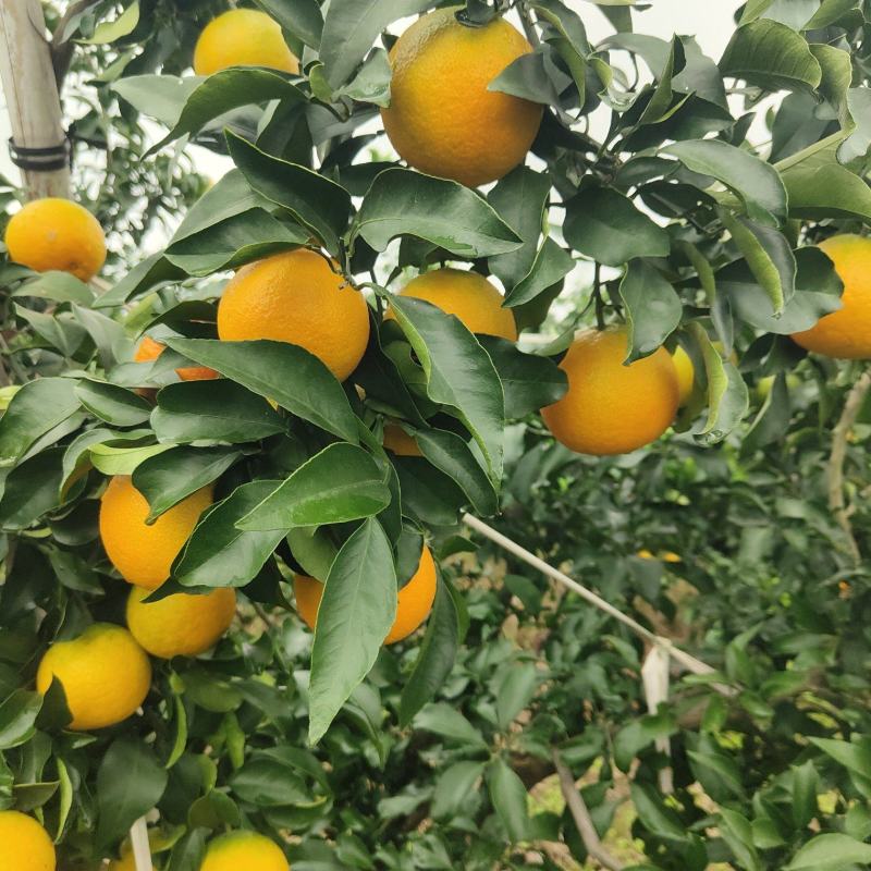 爱媛果冻橙