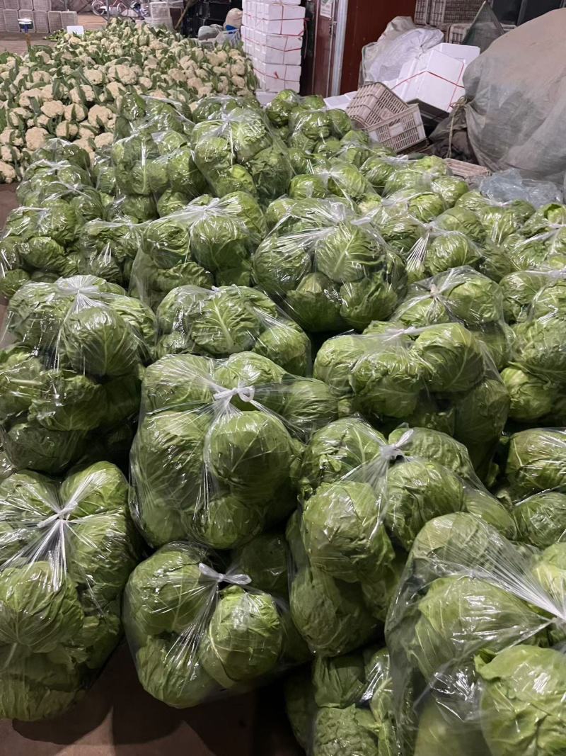 聊城东昌府区甘蓝大量有货，产地直发大量共用