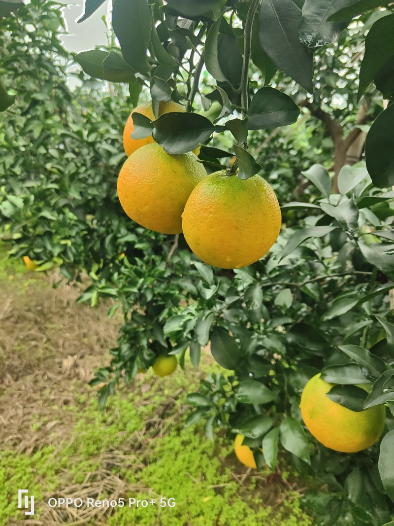 爱媛果冻橙