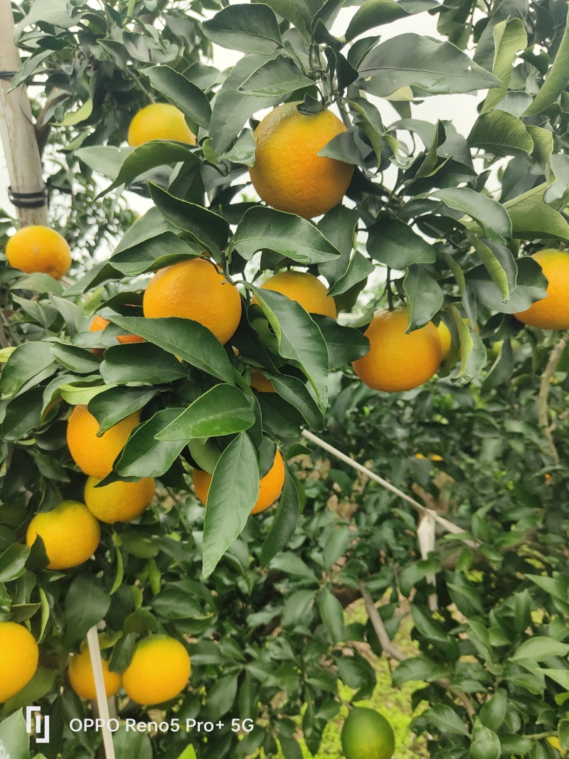 爱媛果冻橙