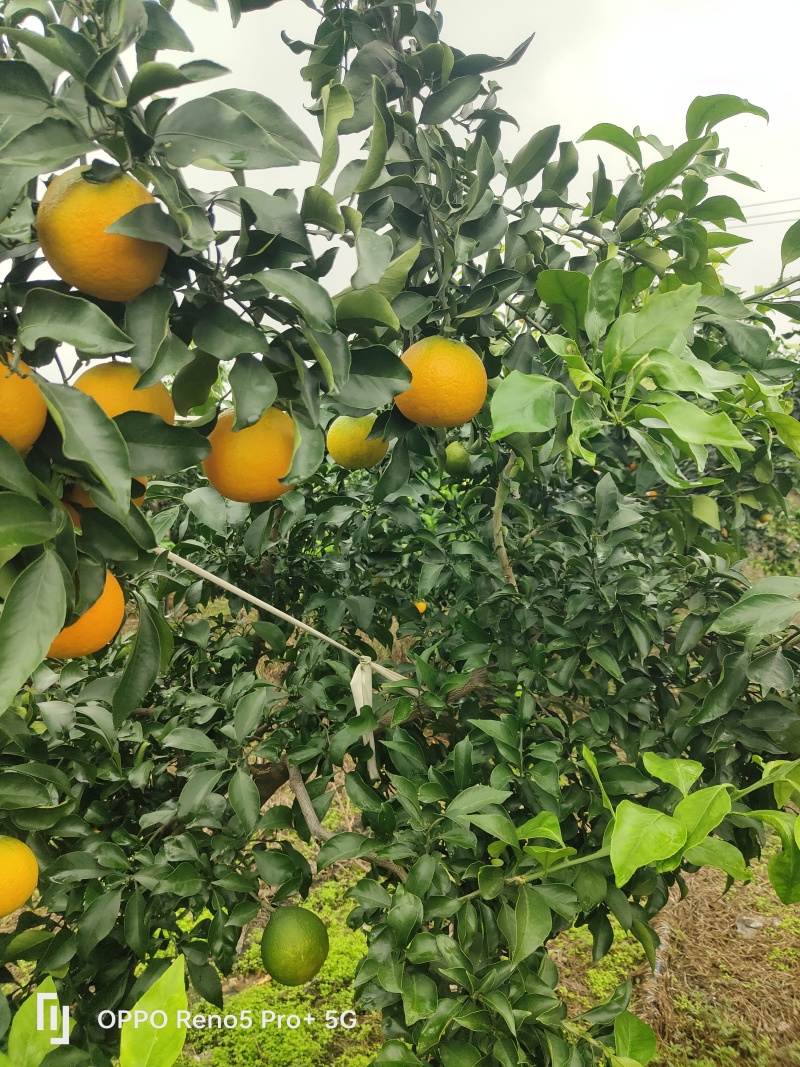 爱媛果冻橙