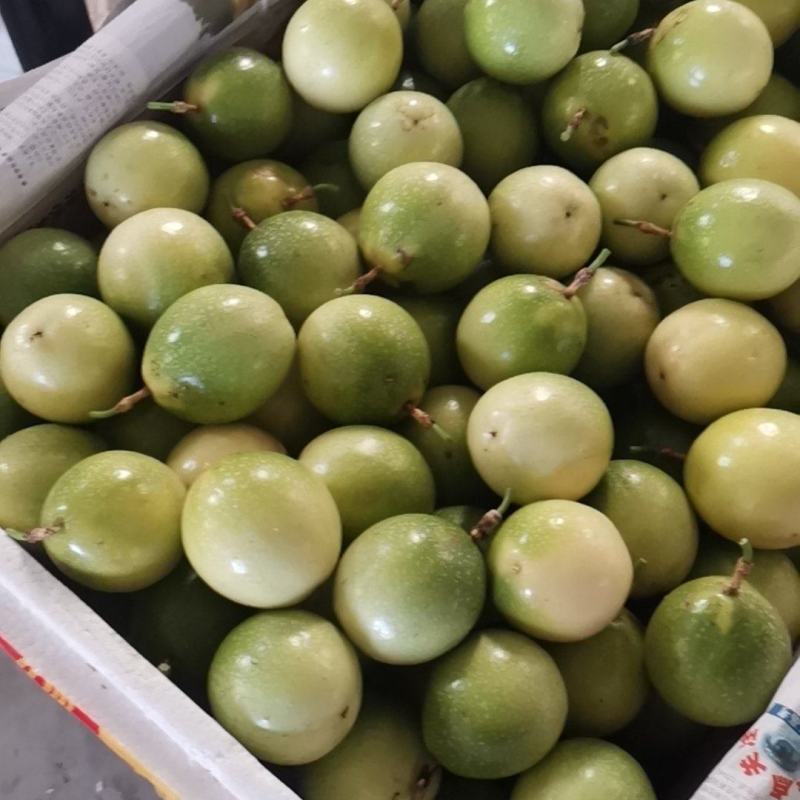钦蜜九号百香果