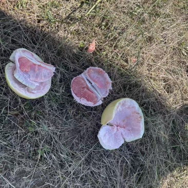 套袋三红柚