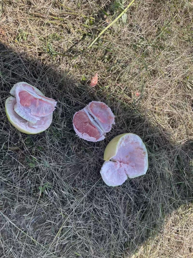 套袋三红柚