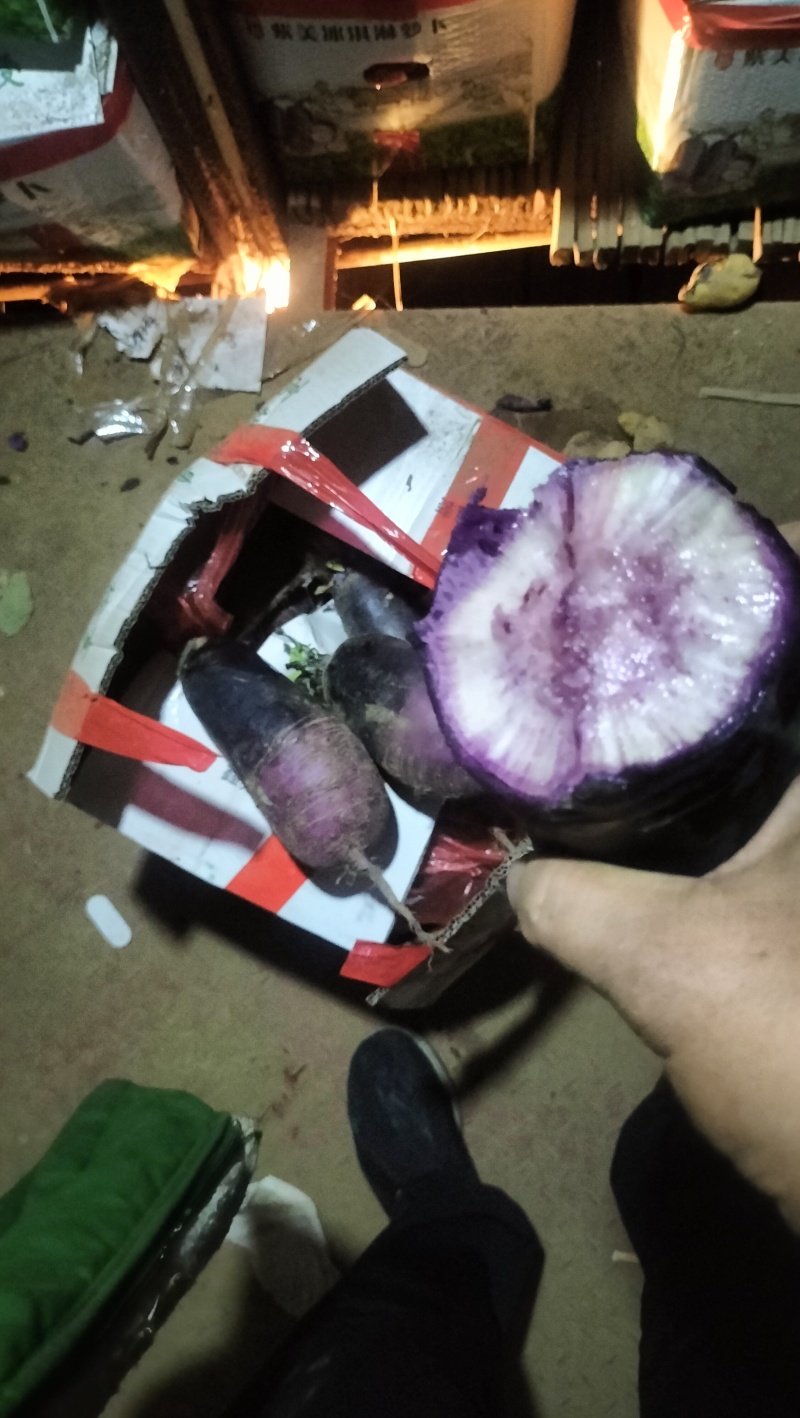 肥城市水果萝卜，冰淇淋萝卜大量上市
