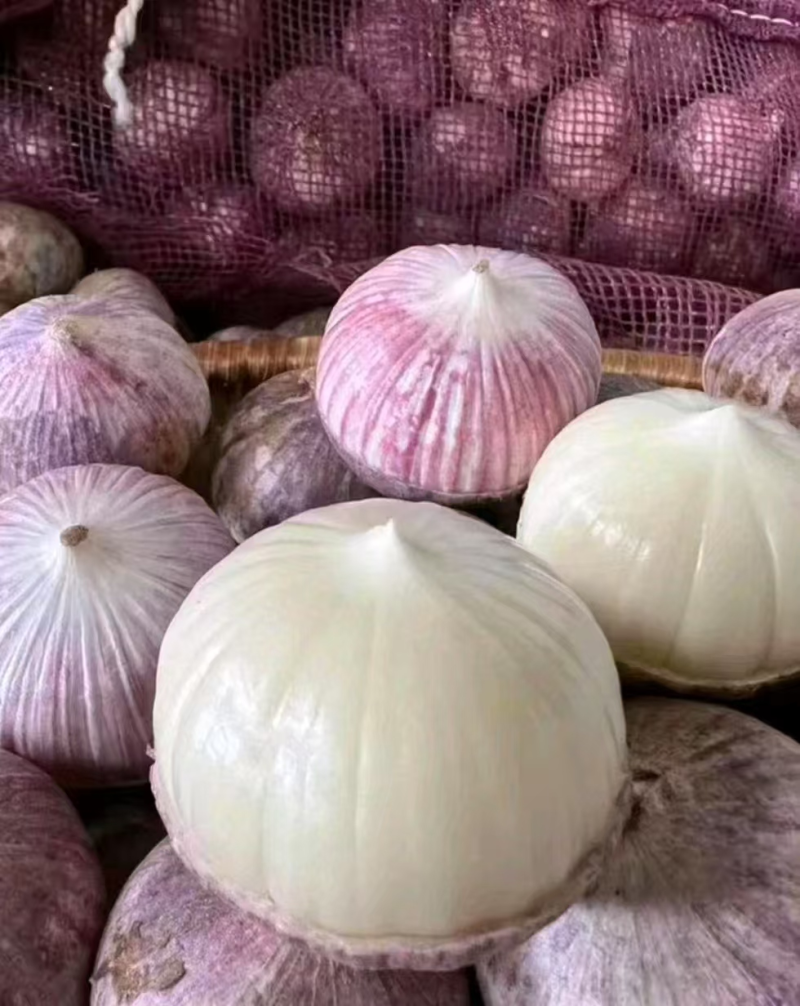 （云南）独头蒜批发/紫皮蒜/坏烂包赔/常年供应/全国发货