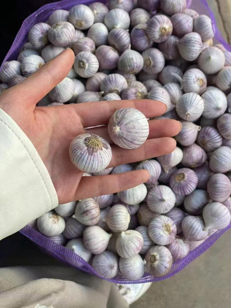 （云南）独头蒜批发/紫皮蒜/坏烂包赔/常年供应/全国发货