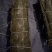 海带长板菜去边去尾海带海带干剪头去尾去边去尾海带片大板菜