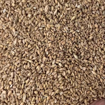 小麦碎大量有货可发全国诚信经营可视频看货