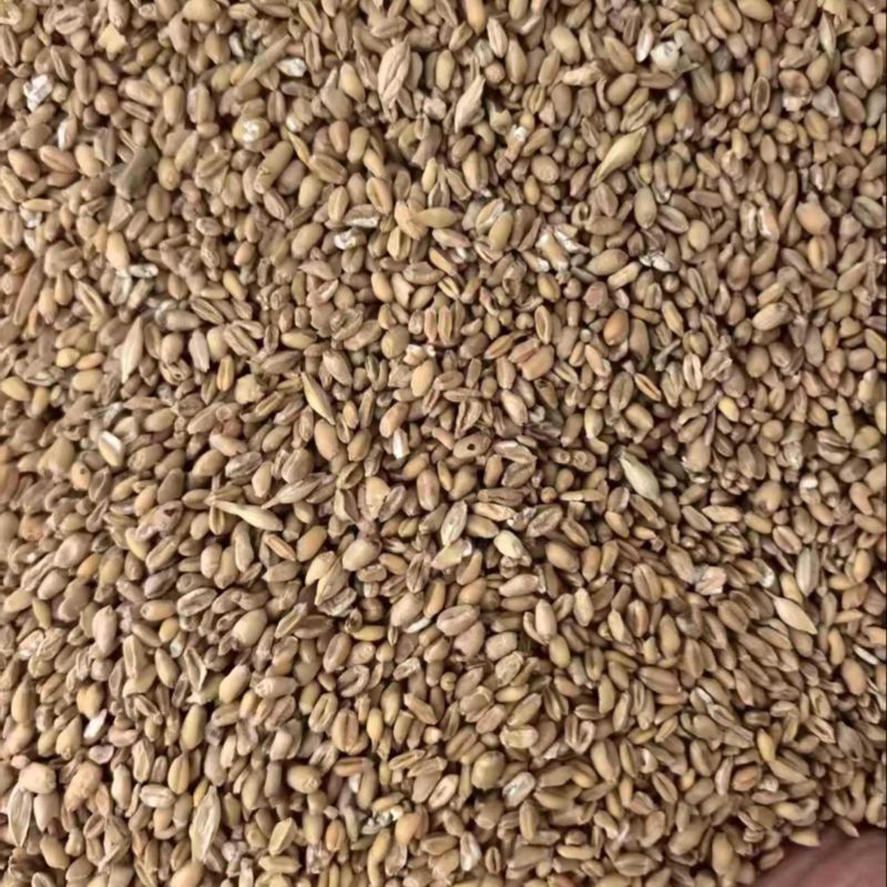 小麦碎大量有货可发全国诚信经营可视频看货