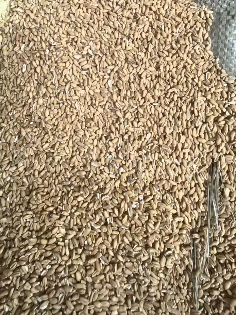 小麦碎大量有货可发全国诚信经营可视频看货