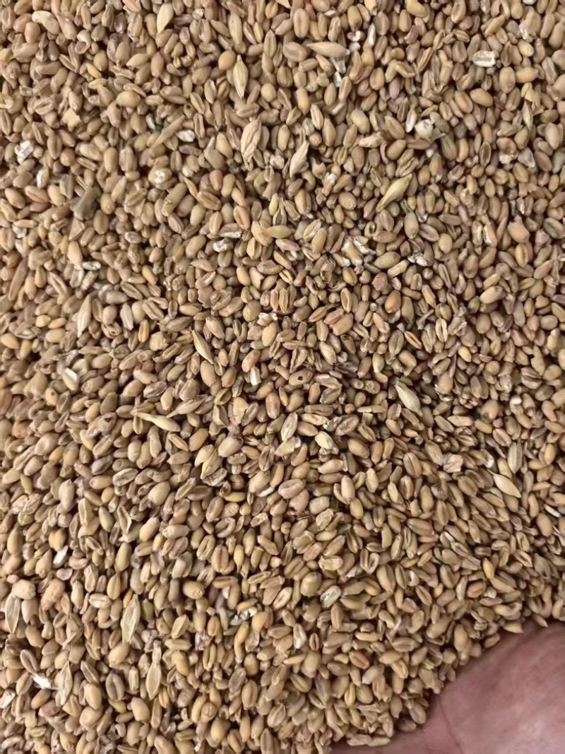 小麦碎大量有货可发全国诚信经营可视频看货