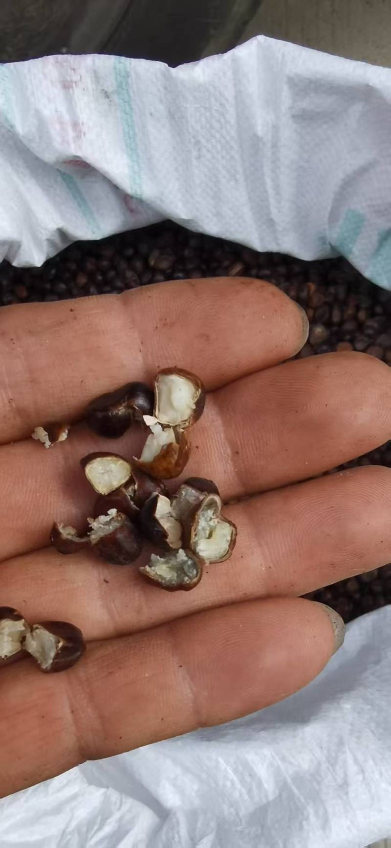 25年新产芍药籽有自己育的种苗基地不满意包退货