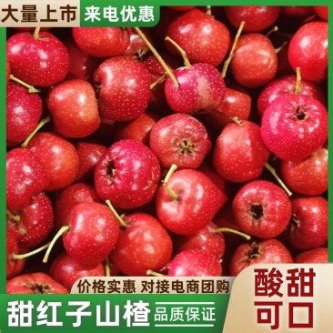 精品甜红子山楂大量有货/一手货源量大从优质量保证